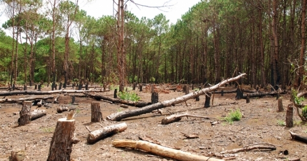 Lâm Đồng: Dân di cư tự do phá gần 2.500 ha rừng
