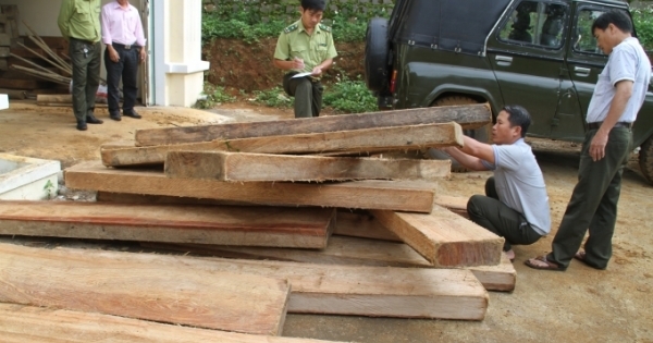 Kon Tum: Thu giữ 1,3 mét khối gỗ Pơ Mu vô chủ