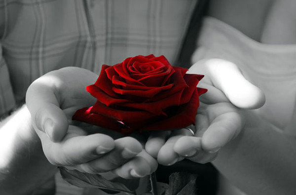 Hoa hồng trở th&agrave;nh biểu tượng của &ograve;ng b&aacute;o hiếu mỗi khi Vu Lan về.