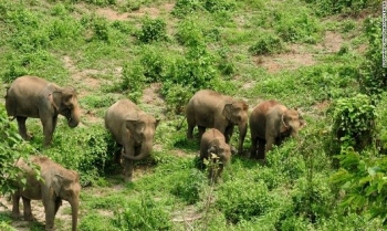 Đất nước “Triệu voi” chỉ còn… 800 cá thể voi