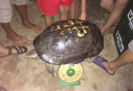 Nghệ An: Bắt được rùa khủng trên đường đi thắp hương