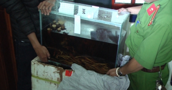 Lâm Đồng: Phát hiện 2 cá thể cọp ngâm trong bể rượu và tủ đá tại cơ sở mỹ nghệ