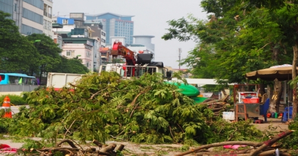 Hà Nội: Bắt đầu chặt hạ, đánh chuyển 130 cây xanh trên đường Kim Mã