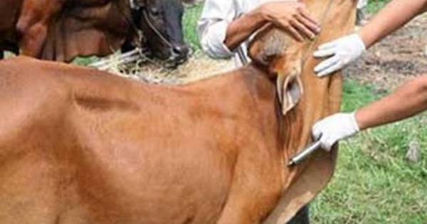 Cán bộ thú y dùng kim tiêm trâu bò đâm trưởng thôn nhập viện