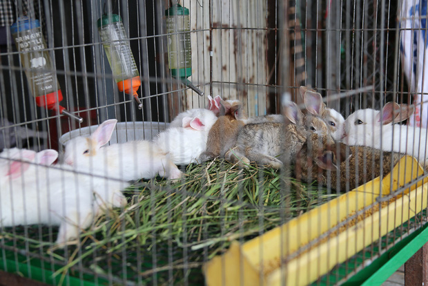 Những con thỏ con cũng được b&agrave;y b&aacute;n tại đ&acirc;y.