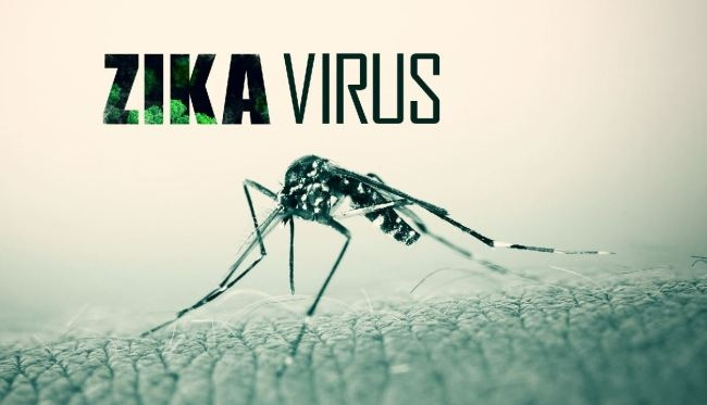 Muỗi vằn l&agrave; loại muỗi truyền virus Zika. Ảnh: minh họa