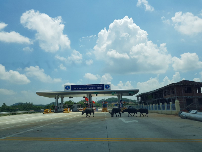 Đang đi với tốc độ cả trăm c&acirc;y số, phương tiện phải giảm tốc v&igrave; thấy gia s&uacute;c v&ocirc; tư đi qua ngay trước cổng trạm thu ph&iacute; Tam Kỳ, tỉnh Quảng Nam.