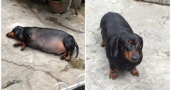 Chú chó gây sốt mạng xã hội Việt vì thân hình siêu béo