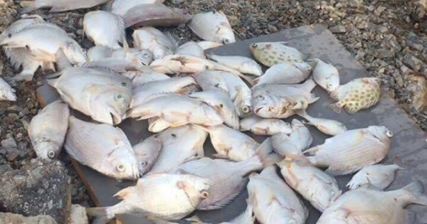 Nghệ An: Cá chết phủ trắng trên sông Hoàng Mai