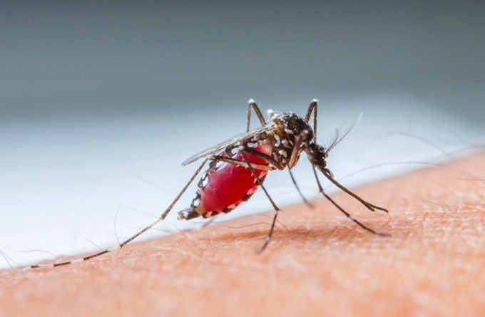 Muỗi vằn Aedes l&agrave; trung gian truyền bệnh sốt xuất huyết thường đốt người v&agrave;o ban ng&agrave;y, nhất l&agrave; v&agrave;o buổi s&aacute;ng từ 8- 10 giờ. Ảnh: minh họa