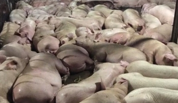 Bắt quả tang hơn 5.000 con lợn bị tiêm thuốc an thần trước khi giết mổ