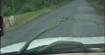[Clip]: Giật mình với chú rắn "tự nhiên" xuất hiện trên cửa kính trước ô tô khiến tài xế hoảng hồn