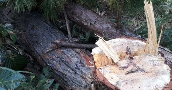 Lâm Đồng: Hàng chục cây thông lâu năm bị lâm tặc đốn hạ nằm ngổn ngang trong rừng