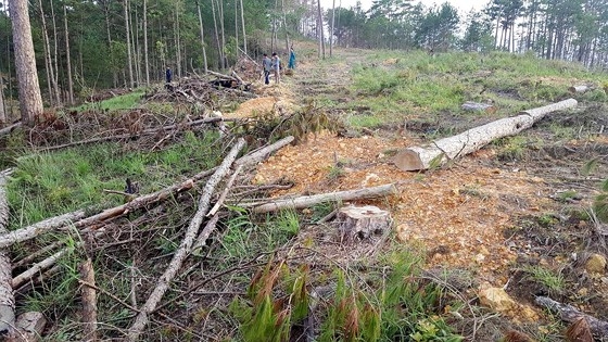 Lâm Đồng: Tạm đình chỉ công tác 2 cán bộ do để xảy ra phá rừng