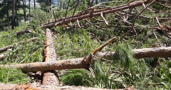 Rừng thông ở Lâm Đồng bị phá tan hoang: Có bàn tay của “xã hội đen”