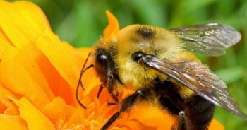 Nọc ong có thể giúp trị bệnh chàm