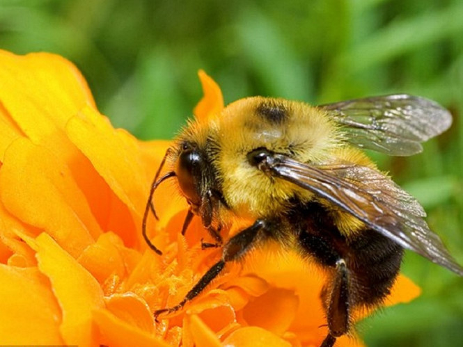 Nọc độc của ong c&oacute; thể mang lại liều thuốc gi&uacute;p chữa được bệnh ch&agrave;m. Ảnh:&nbsp;SHUTTERSTOCK
