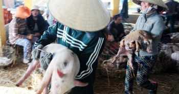 Nhọc nhằn nghề bế heo thuê ở Quảng Nam