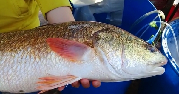 Thừa Thiên Huế:  Mua được cá lớn có vảy vàng, nghi cá sủ vàng quý hiếm