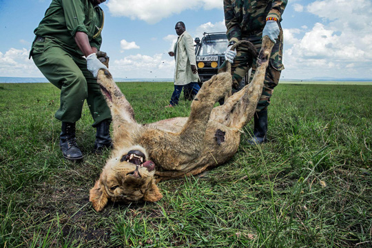 Một con sư tử đực thiệt mạng sau khi ăn x&aacute;c b&ograve; bị người chăn nu&ocirc;i ở Kenya tẩm thuốc trừ s&acirc;u Ảnh: NATIONAL GEOGRAPHIC
