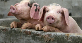 Cúm lợn Châu Phi nỗi ám ảnh với ngành chăn nuôi Trung Quốc