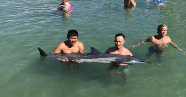 Khánh Hòa: Cá heo nặng 60kg dạt vào bờ biển Nha Trang