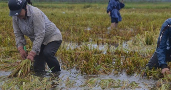 Thừa Thiên-Huế: Nông dân tất bật gặt lúa chạy lũ