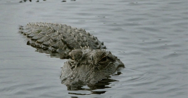 Cá sấu lớn bất ngờ xuất hiện trên sông tại Hà Tĩnh sau mưa lũ