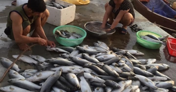Dân “méo mặt” vì hơn 80 tấn cá bỗng dưng chết trắng