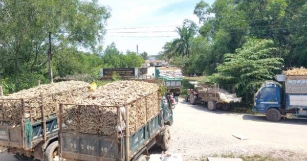Nông dân Thừa Thiên-Huế “vật vã” xếp hàng chờ bán sắn