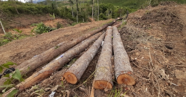 Hiện trường vụ phá hơn 2ha rừng ở Đam Rông