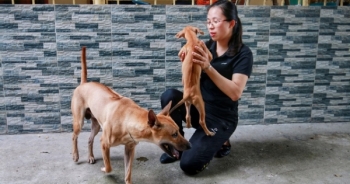 Cận cảnh đàn chó Phú Quốc bạc tỷ của “bóng hồng” xinh đẹp Hà Nội