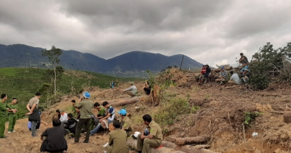 Lâm Đồng: Xử lý nghiêm vụ phá gần 2,5ha rừng ở Đam Rông