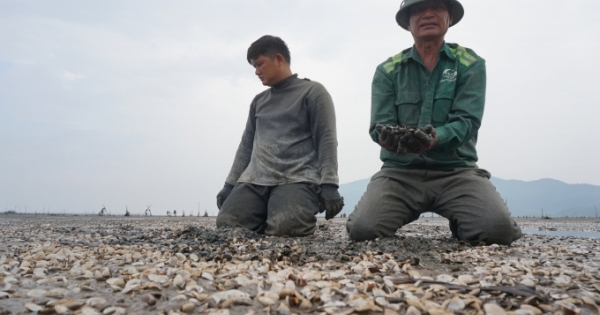 Hà Tĩnh: Ngao chết trắng, dân xót xa nhìn hàng chục tỷ đồng “phơi xác” trên bãi biển