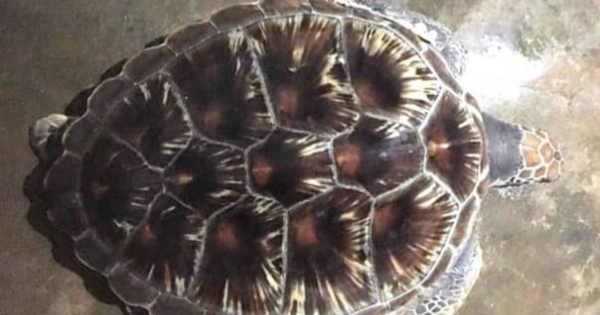 Nghệ An: Rùa biển quý hiếm nặng 11 kg được thả về với biển