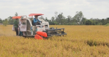 Bàn cách tăng giá trị hạt gạo xuất khẩu
