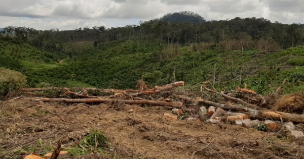 Lâm Đồng: Khởi tố vụ phá hơn 2ha rừng ở Đam Rông