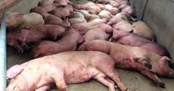 Hậu dịch tả lợn châu Phi: Không lo thiếu thịt lợn vào cuối năm
