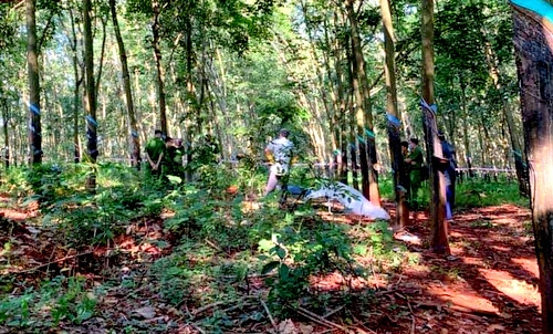 Thiếu nữ nghi bị hiếp dâm, sát hại trong rừng cao su