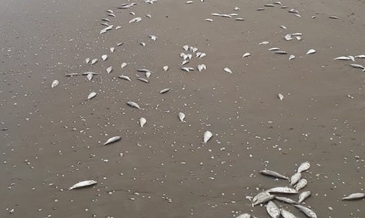Gần 2 tấn cá chết trôi dạt vào bờ biển tại Hà Tĩnh