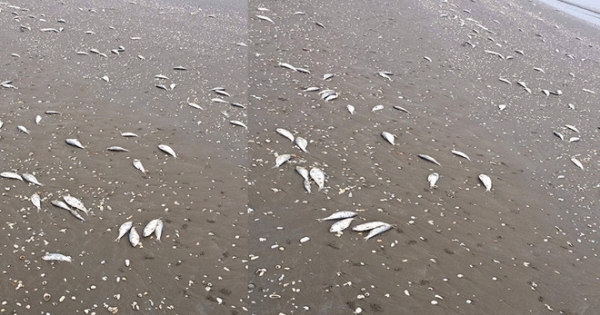 Bất ngờ trước nguyên nhân khiến hàng tấn cá chết trắng dạt vào bờ biển Hà Tĩnh