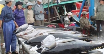 Slide - Điểm tin thị trường: Xuất khẩu cá ngừ sang EU, Trung Quốc giảm