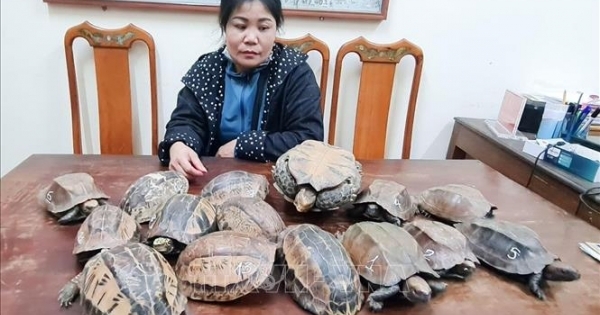 Hà Tĩnh: Đang xuôi quốc lộ cùng 15 cá thể rùa về thành phố thì bị bắt