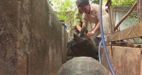 Đắk Lắk: Bắt giam đối tượng nuôi, nhốt hơn 100 cá thể rùa quý hiếm