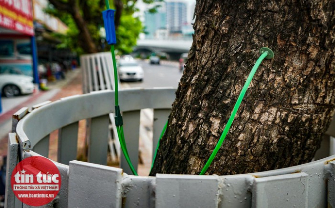Gần 2 tháng qua, hàng chục cây sưa đỏ trên đường Nguyễn Văn Huyên được truyền địch để duy trì sự sống.