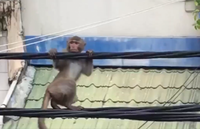 TP HCM: Xuất hiện khỉ đuôi dài nằm ‘đánh đu’ trên dây điện