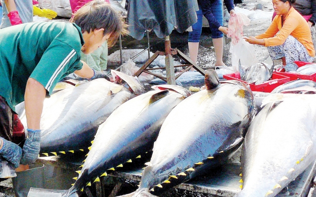 Vẫn còn tình trạng tàu cá Việt Nam khai thác hải sản bất hợp pháp, cần chấm dứt ngay