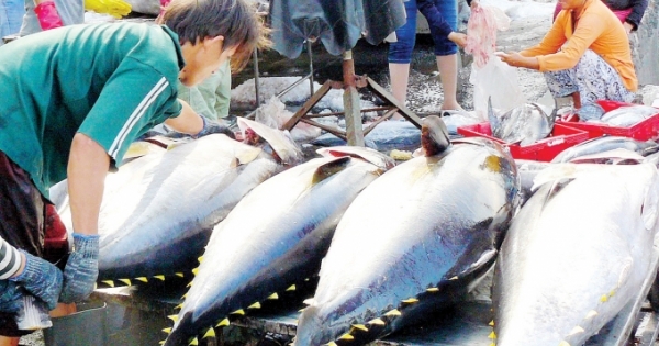 Vẫn còn tình trạng tàu cá Việt Nam khai thác hải sản bất hợp pháp, cần chấm dứt ngay