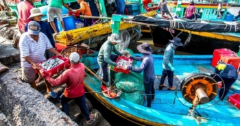 Bình Thuận: Đẩy mạnh chống khai thác IUU, hướng đến phát triển bền vững nghề cá
