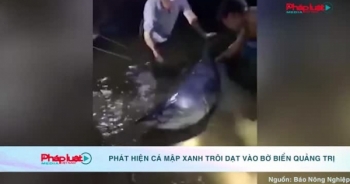 Quảng Trị: Phát hiện cá mập xanh trôi dạt vào bờ